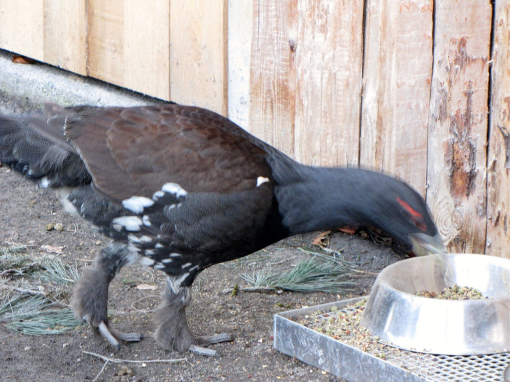 KOE_Wildpark Auerhaehne 6.jpg