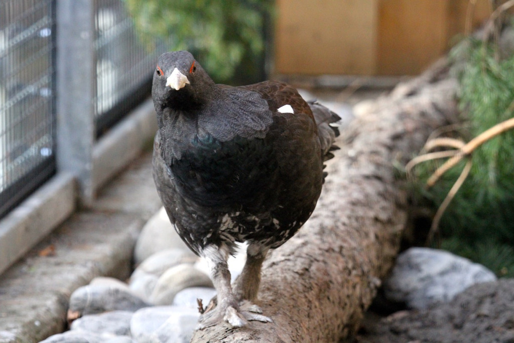 KOE_Wildpark Auerhaehne 7.jpg