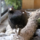 KOE_Wildpark Auerhaehne 7.jpg