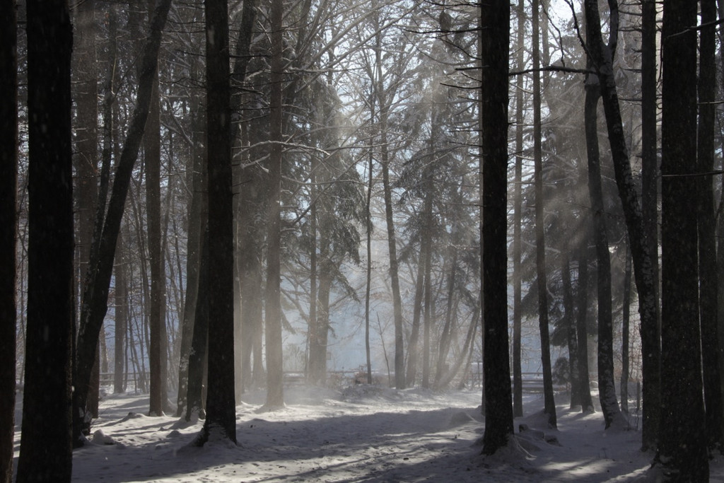 KOE_Wildpark Auerhaehne 11.jpg