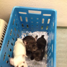 Welpen-Handel auf offener Straße in Wien-Leopoldstadt