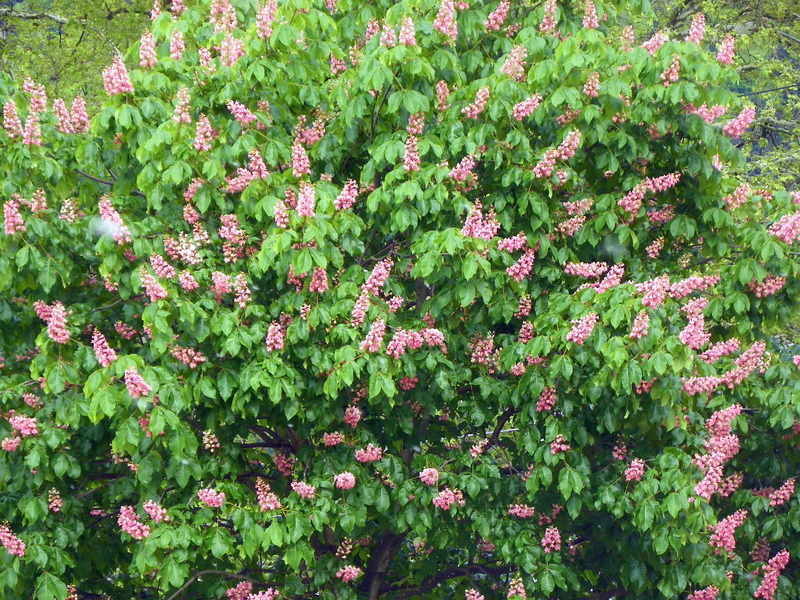 101_2524_jpg-1273747101