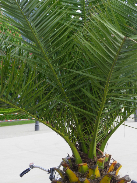 101_2529_jpg-1273747127