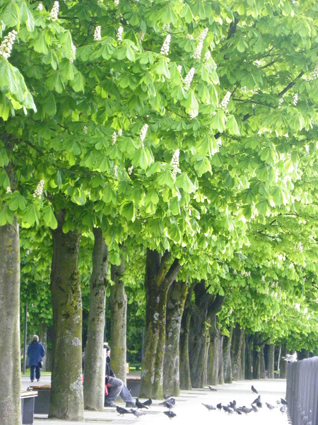 101_2559_jpg-1273747158