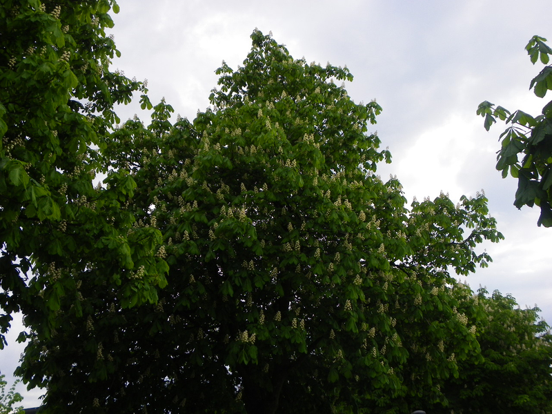 101_2586_jpg-1273747167