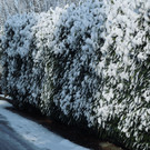 Sichtbehinderung durch Hecke