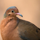 Socorro Taube und Agave americana im Wüstenhaus Schönbrunn