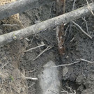 250 Kilo-Fliegerbombe in der Wiener Lobau: Kontrollierte Sprengung