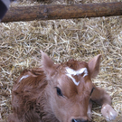 bauernhof_jersey_jpg-1273824981