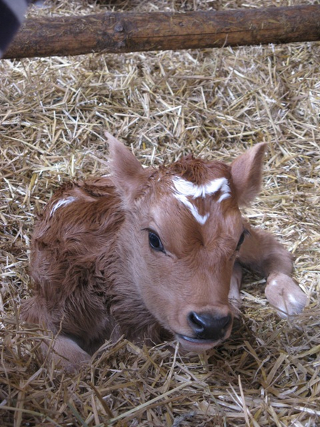 bauernhof_jersey_jpg-1273824981