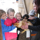bauernhof_huhn_jpg-1273824985