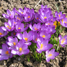 IMG_0021.jpg