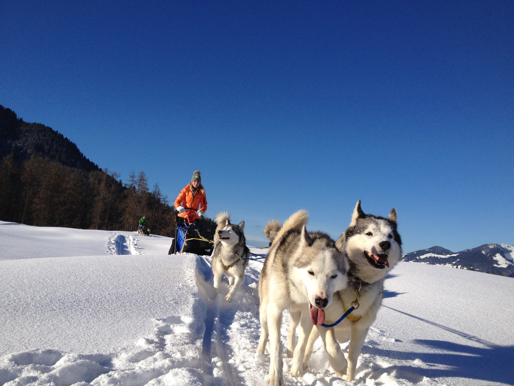 Husky Toni Hundeschlittenfahrten.JPG