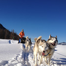 Husky Toni\'s Kindertraum