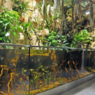 Amazonas-Dschungel-Passage -G__ntherHulla.jpg