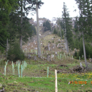 Aufforstung Kleinwalsertal 3_JPG-1273840960