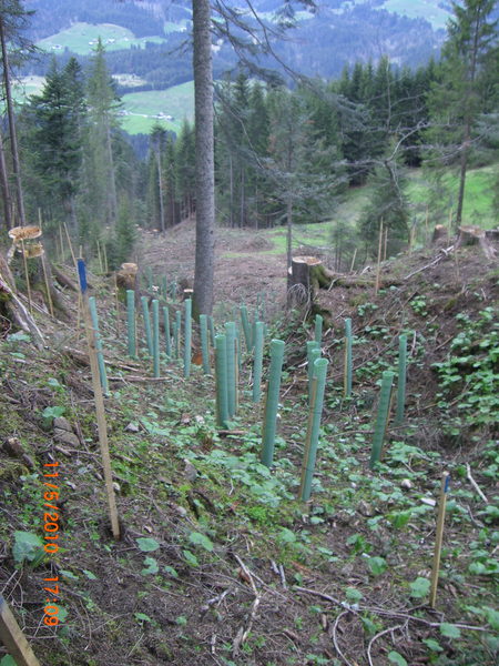 Aufforstung Kleinwalsertal 1_JPG-1273840961