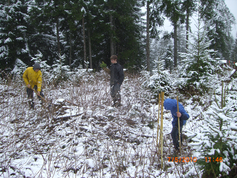 Aufforstung Kleinwalsertal 2_JPG-1273840962