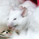 a Tierausstellung 15_05_2010 19.jpg