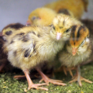 a Tierausstellung 15_05_2010 67.jpg