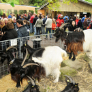 a Tierausstellung 15_05_2010 83.jpg