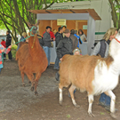 a Tierausstellung 15_05_2010 110.jpg