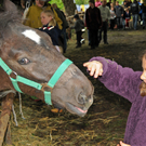 a Tierausstellung 15_05_2010 128.jpg