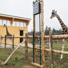 Schönbrunner Giraffen sind in die Wiener Maria-Theresien-Kaserne gezogen
