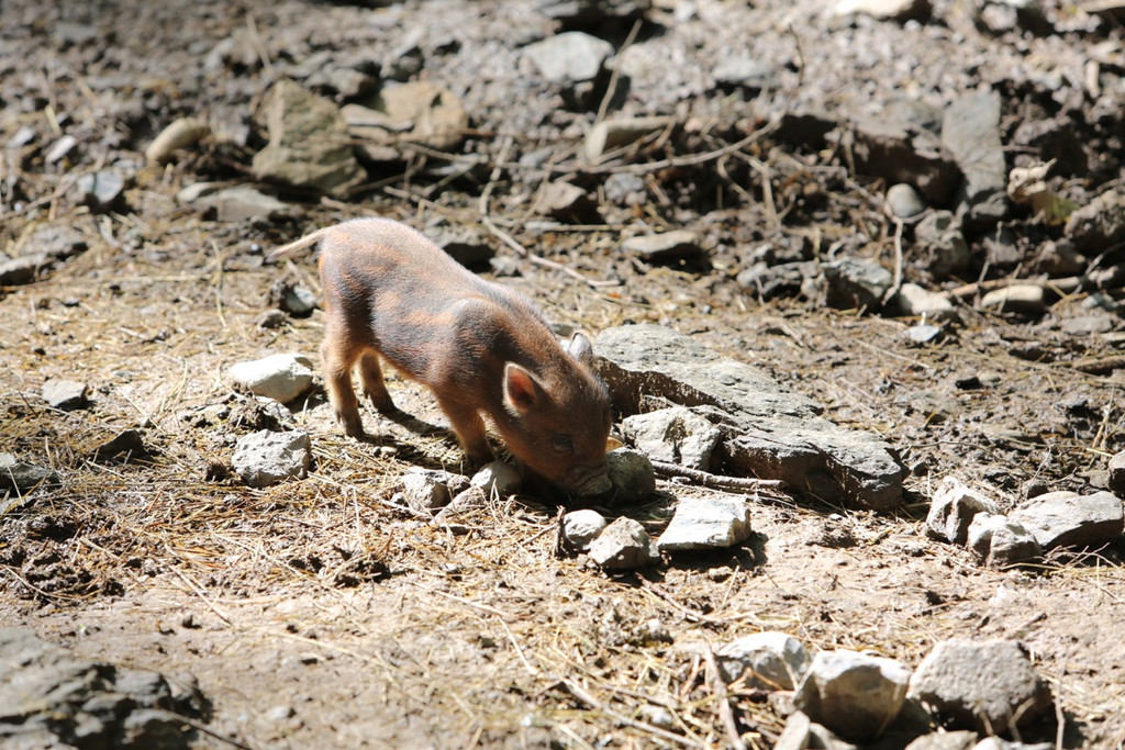 KOE-Wildpark Tierpaten 4.jpg