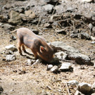 KOE-Wildpark Tierpaten 4.jpg