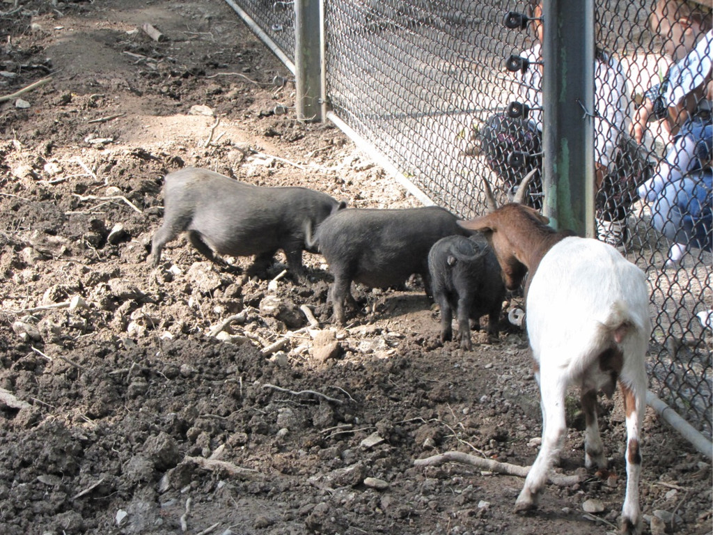 KOE-Wildpark Tierpaten 7.jpg