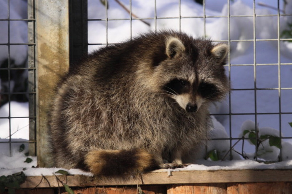 KOE-Wildpark Tierpaten 10.jpg