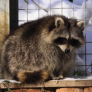 KOE-Wildpark Tierpaten 10.jpg