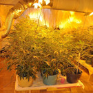Cannabis-Plantage in Wiener Wohnung entdeckt