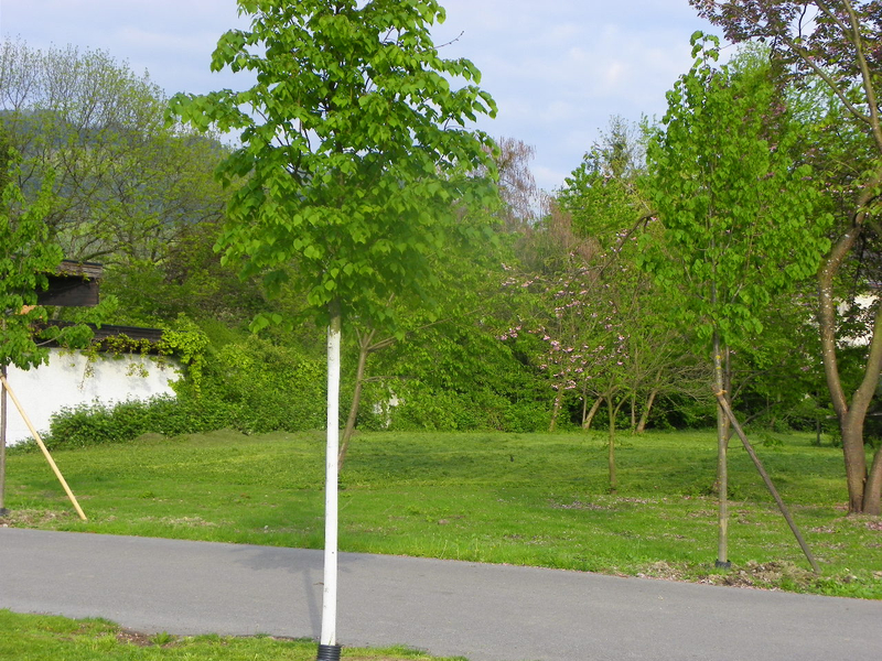 101_1350_jpg-1273951070