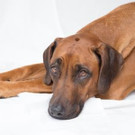 Portrait Cover-Hund.jpg