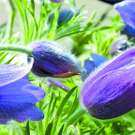 Frühlingserwachen