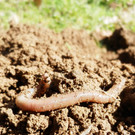 Naturnaher Pflanzenschutz im Hausgarten