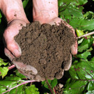 Naturnaher Pflanzenschutz im Hausgarten