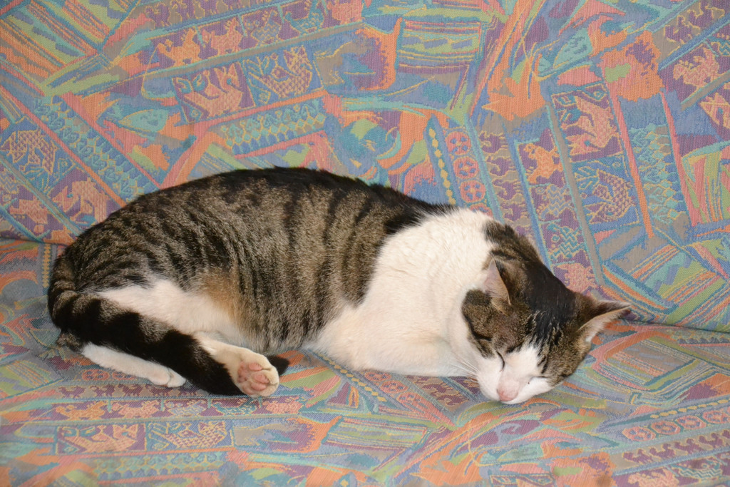 DSC_0239.JPG