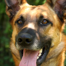 Vermittlungstier: Malinois Mischling Spike