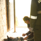 Hohenweiler: Pferd aus Jauchegrube befreit 