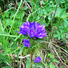 IMG_00245_jpg-1274030197