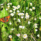 IMG_00308_jpg-1274030245