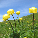 IMG_00424_jpg-1274030375