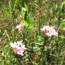 IMG_00441_jpg-1274030429