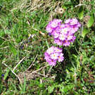 IMG_00029_jpg-1274030555