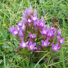 Hoher Frassen 01_09_2007 033_jpg-1274031069