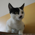 Hochträchtige Katze Pünktchen und Kater Anton auf SCS-Parkplatz ausgesetzt