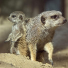 Erdmännchen-Nachwuchs im Tiergarten Schönbrunn: Einzelkind